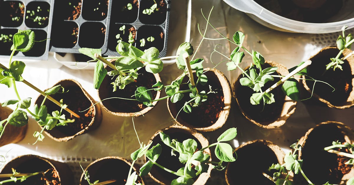 entdecken sie die besten tipps und tricks für gartenarbeit! von der pflanzenpflege bis zur landschaftsgestaltung finden sie hier alles, was sie für einen blühenden garten benötigen.