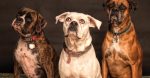 entdecken sie effektive hundetrainingsmethoden, um das verhalten ihres vierbeiners zu verbessern. mit unseren tipps und tricks wird das training zum vergnügen für sie und ihren hund.