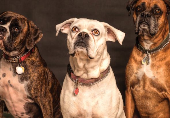 entdecken sie effektive hundetrainingsmethoden, um das verhalten ihres vierbeiners zu verbessern. mit unseren tipps und tricks wird das training zum vergnügen für sie und ihren hund.