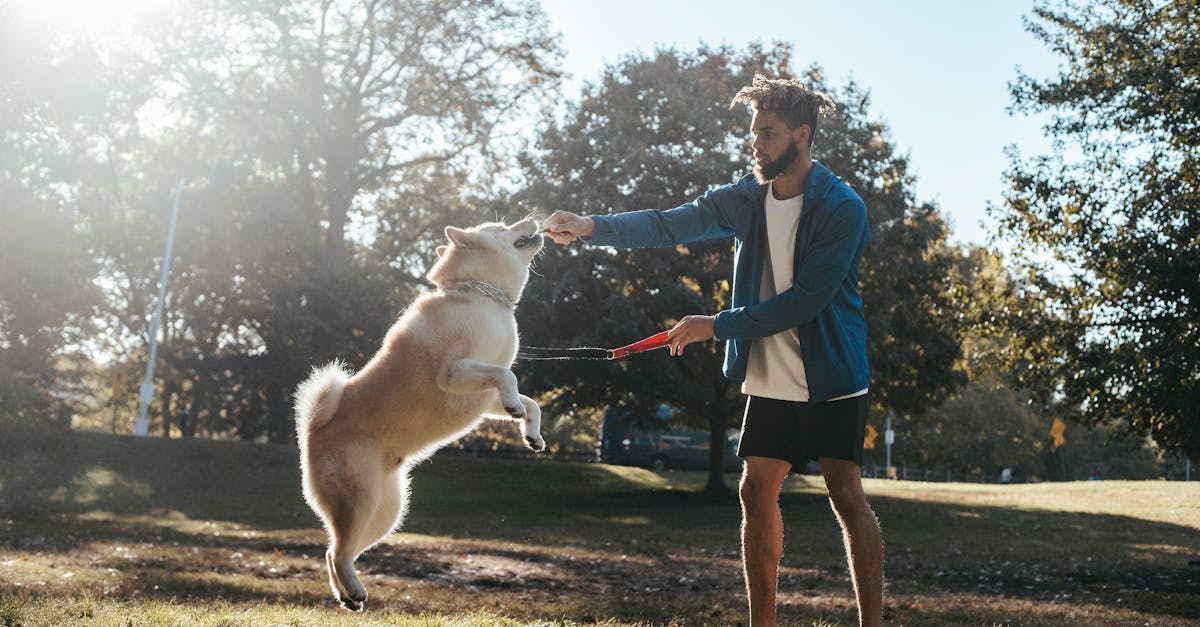 entdecken sie effektive hundetrainingstechniken, um das verhalten ihres hundes zu verbessern und eine starke bindung aufzubauen. lernen sie von experten und erreichen sie ihre trainingsziele schnell und nachhaltig.