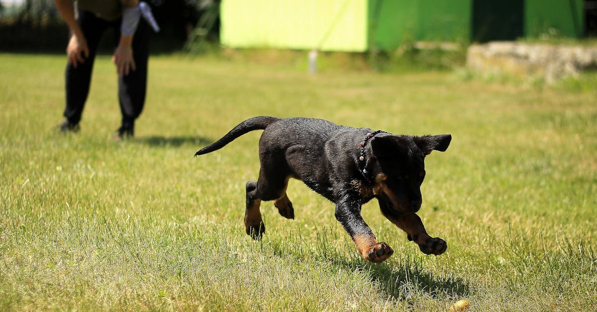 entdecken sie effektive methoden für das hundetraining. verbessern sie das verhalten ihres hundes und stärken sie die bindung zu ihrem vierbeinigen freund. erfahren sie alles über obedience-training, tricks und mehr!