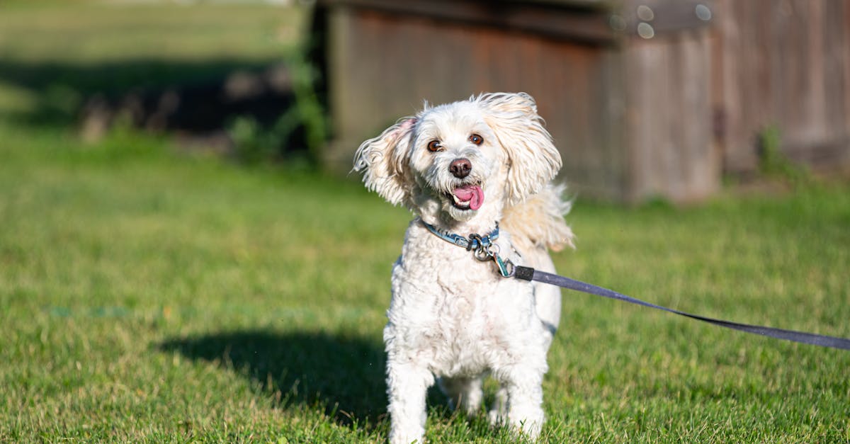 entdecken sie erstklassige pflege für ihre haustiere! unser umfassender ratgeber bietet tipps zu ernährung, gesundheit und wohlbefinden für hunde, katzen und andere tierische begleiter. sorgen sie für ein glückliches und gesundes leben für ihre vierbeinigen freunde!