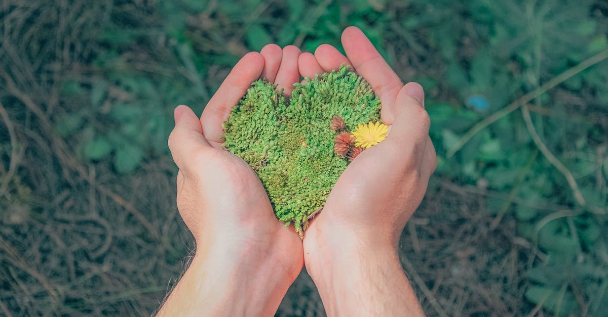 entdecken sie die bedeutung der nachhaltigkeit und wie sie unser tägliches leben beeinflusst. erfahren sie mehr über umweltfreundliche praktiken, ressourcenschonende technologien und soziale verantwortung für eine bessere zukunft.