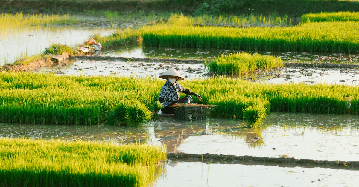 entdecken sie die welt der nachhaltigen landwirtschaft, die umweltfreundliche praktiken fördert, die biodiversität schützt und gesunde nahrungsmittel erzeugt, während sie die ressourcen der erde bewahrt.