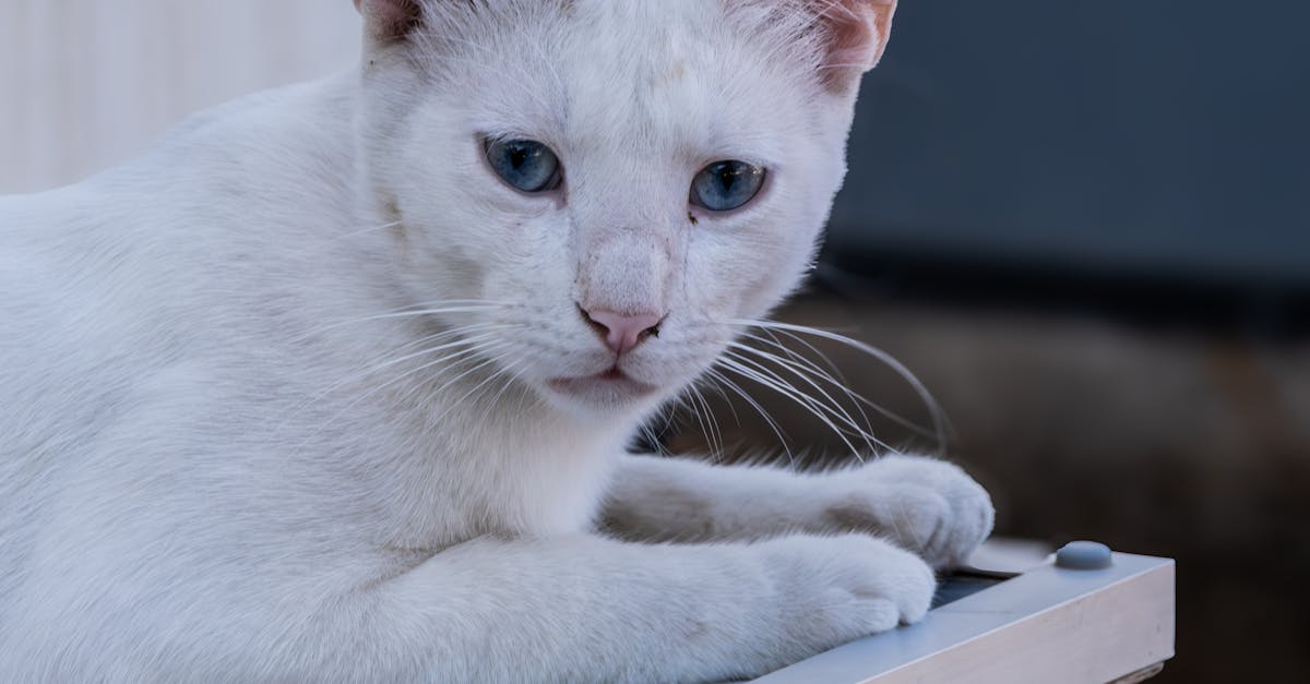entdecken sie hilfreiche tipps und ratschläge rund um die optimale pflege ihrer haustiere. erfahren sie alles über ernährung, gesundheit und wohlbefinden für hunde, katzen und andere tiere.
