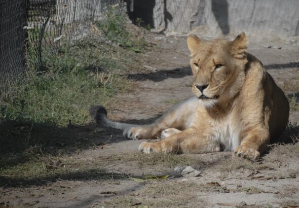 reisehinweise für armenien: aktuelle informationen zu sicherheit, einreisebestimmungen und wichtigen tipps für ihre reise nach armenien.