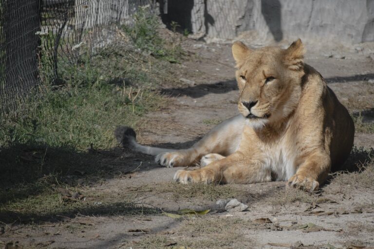 reisehinweise für armenien: aktuelle informationen zu sicherheit, einreisebestimmungen und wichtigen tipps für ihre reise nach armenien.