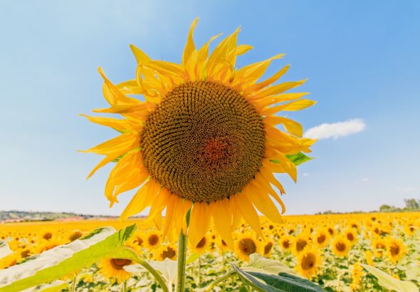 entdecken sie die sch&ouml;nheit der sonnenblume &ndash; ein symbol f&uuml;r lebensfreude und w&auml;rme, das jeden garten erstrahlen l&auml;sst.