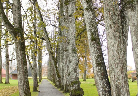 entdecken sie den baumkronenpfad &ndash; ein unvergessliches naturerlebnis hoch oben in den baumwipfeln mit atemberaubender aussicht und einzigartiger flora und fauna.