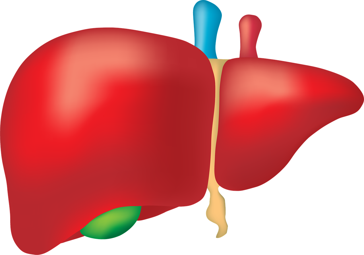 erfahren sie, wie sie ihre lebergesundheit fördern und schützen können – tipps zur ernährung, lebensstil und vorbeugung von lebererkrankungen.