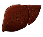 erfahren sie, wie sie ihre lebergesundheit durch eine ausgewogene ern&auml;hrung, regelm&auml;&szlig;ige bewegung und bewussten lebensstil f&ouml;rdern k&ouml;nnen.